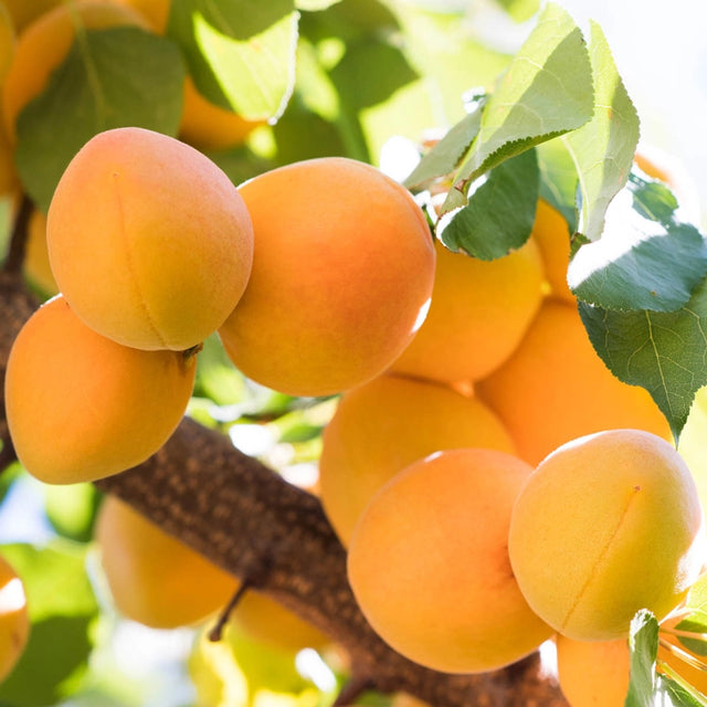 Blenheim Royal Apricot 