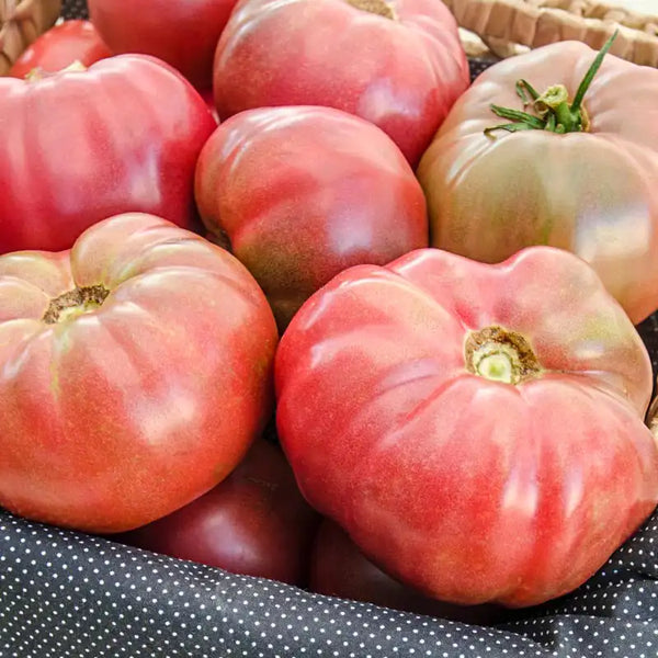 Black Krim Tomato - Approx. 30 Seeds per Packet