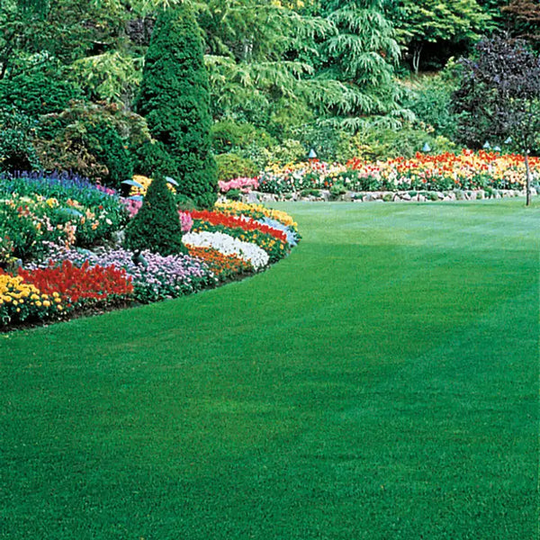 Gurney's Healthy Lawn Grass Seed - One 6 lb Bag | Fescue mix | Zone 5-8