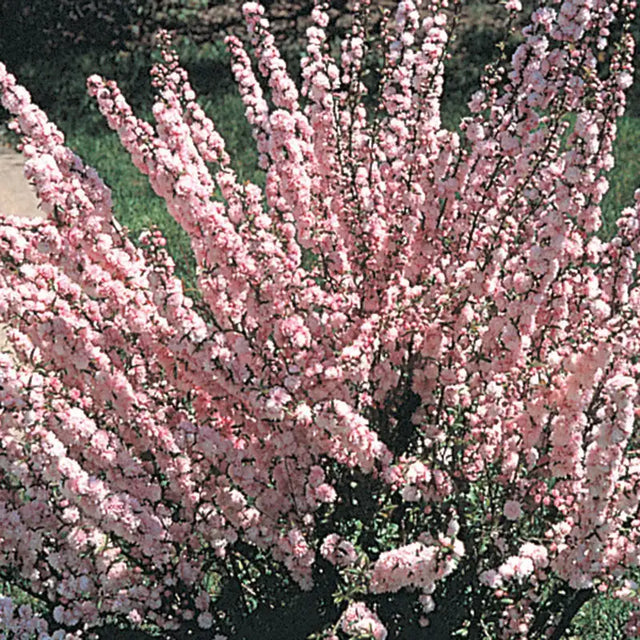 Flowering Almond Hedge