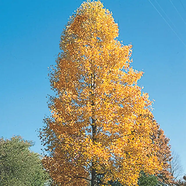 Tulip Tree