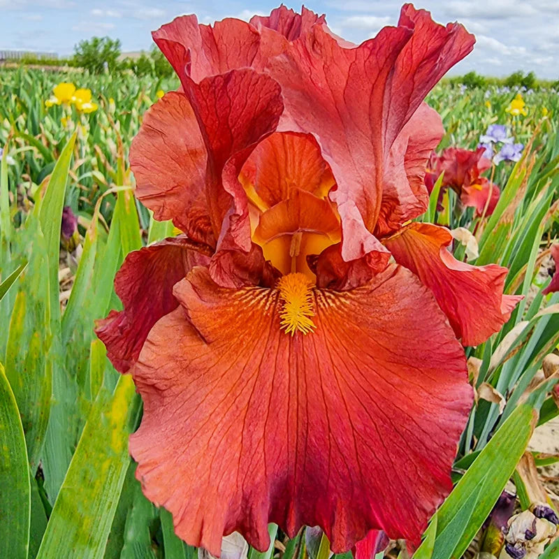 bearded lily flower Lest We Forget Reblooming Bearded Iris