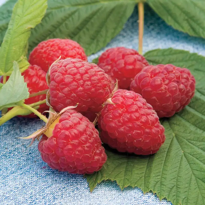 potted raspberry plants for sale Heritage Raspberry Plant - Premium Plant (Qty- 1) | Rubus idaeus 'Heritage'