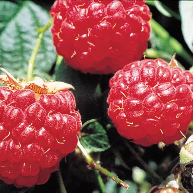 Mammoth Red Raspberry Plants: Brambles from Gurney's Seed & Nursery Co.