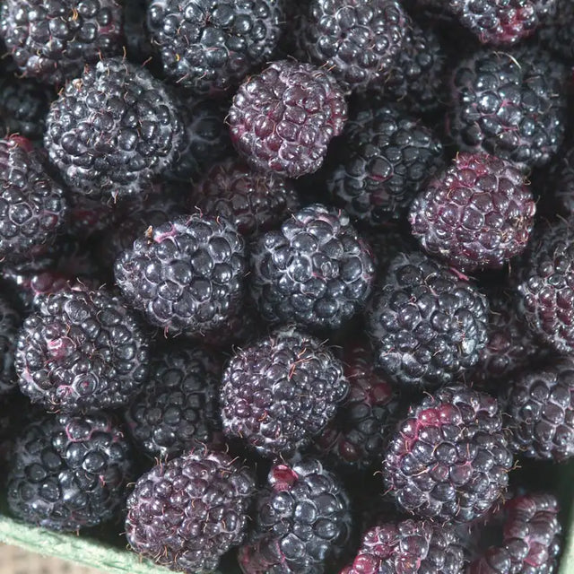 One Black Raspberry Black Raspberries - Shop Black Raspberry Plants | Gurney's Seed ...