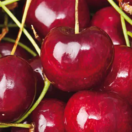 Sweetheart Sweet Cherry Tree | Gurney's Seed & Nursery Co.