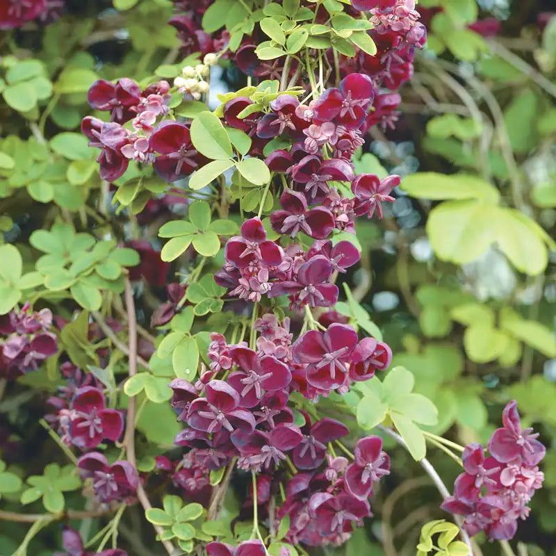 vining plant with purple flowers and seed pods Chocolate Vine