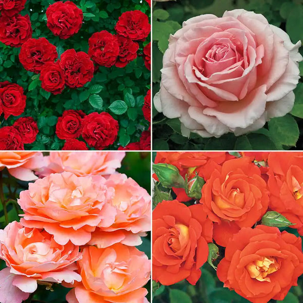 Our Choice Jumbo Climbing Rose - Shop Jumbo Roses | Gurney's Seed