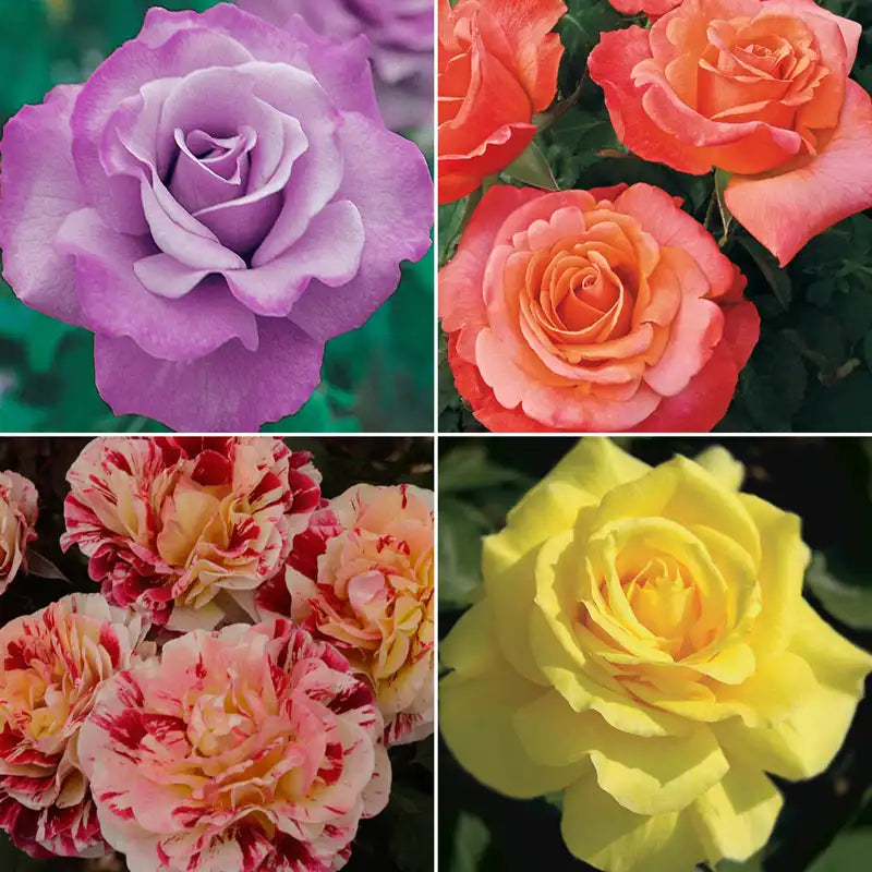 Our Choice Jumbo Floribunda Rose - Shop Jumbo Roses | Gurney's Seed ...