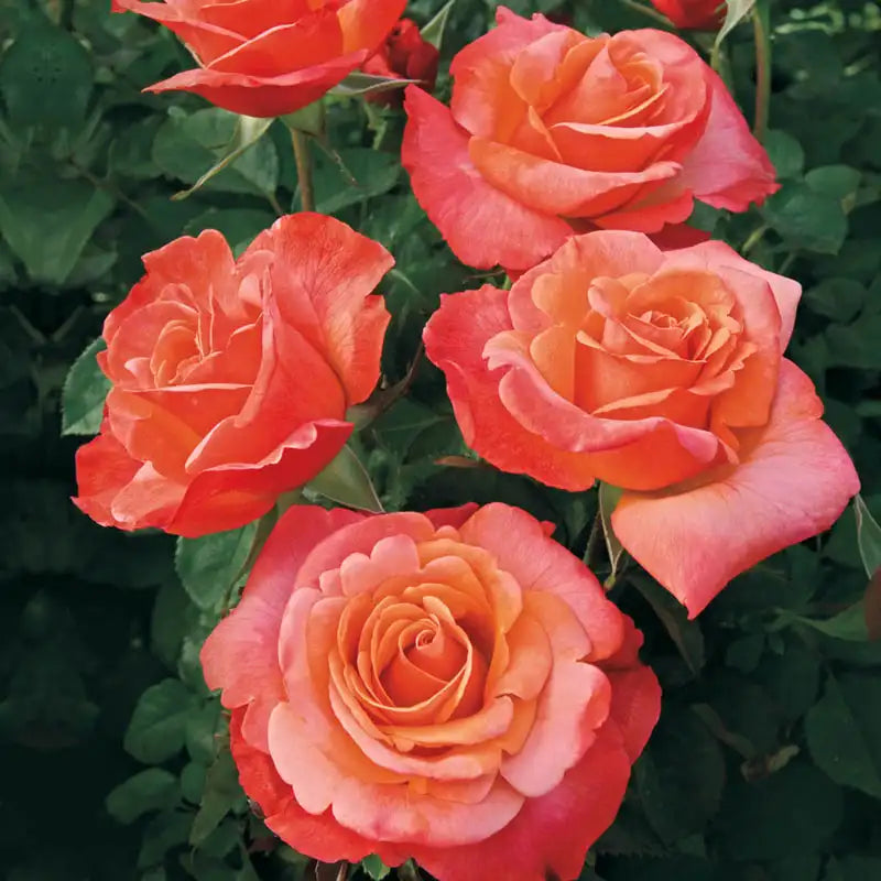 floribunda rose seeds Our Choice Jumbo Floribunda Rose