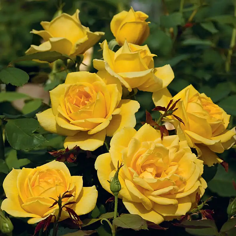grandiflora rose seeds Our Choice Jumbo Grandiflora Rose