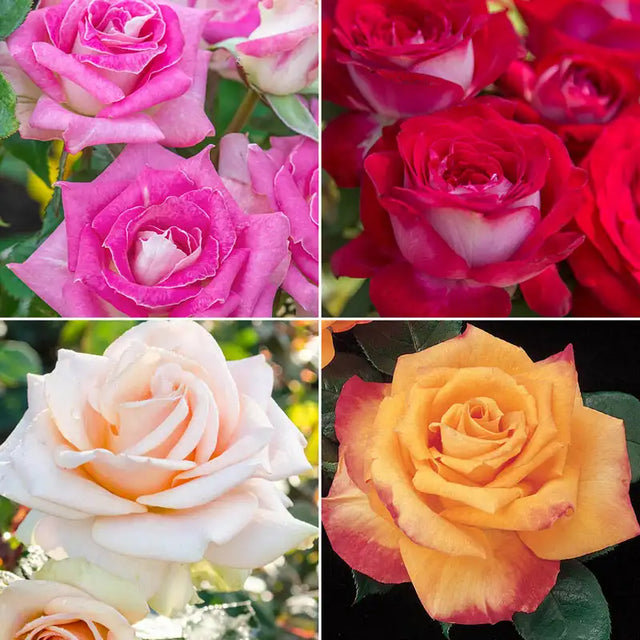 Guernys Roses Roses Collections | Gurney's Seed & Nursery Co.