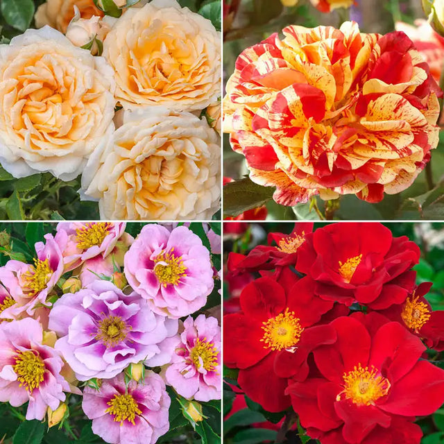 Madeline Shrub Roses Shrub Roses For Sale | Gurney's Seed & Nursery Co.