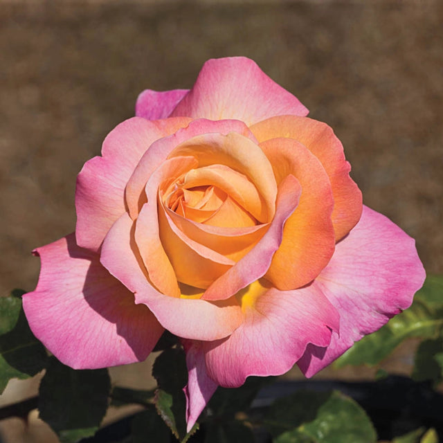 Guernys Roses Hybrid Roses For Sale | Gurney's Seed & Nursery Co.