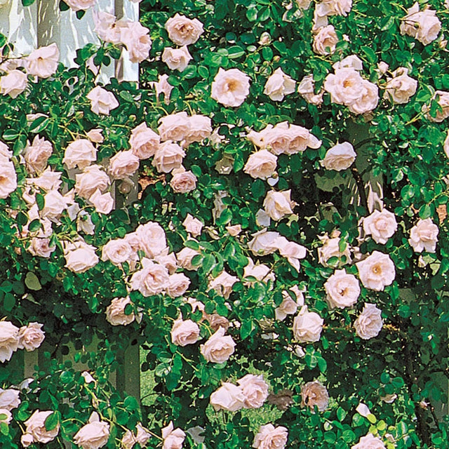 Guernys Roses Rose Bushes For Sale | Gurney's Seed & Nursery Co.