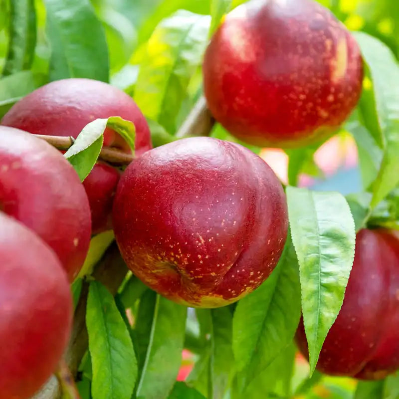 Captain Crunch™ Nectarine Tree | Gurney's Seed & Nursery Co.