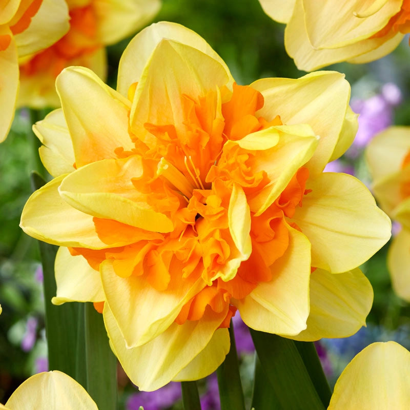 Suncatcher Doudble Daffodil Gurney's Seed &