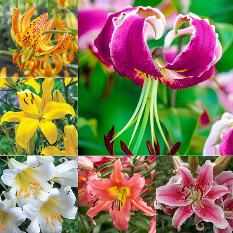 do asiatic lily bloom all summer All Summer Lilies
