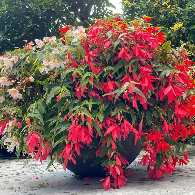 planting hanging begonias Boliviensis (Hanging) Begonia Mix