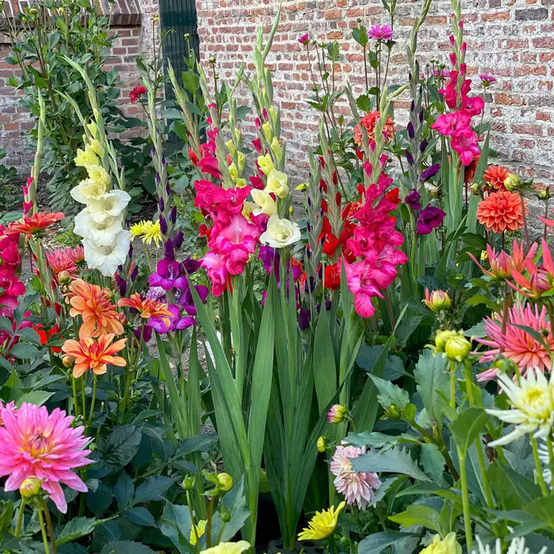 Buy Garden Blend of Gladiolas and Dahlias | Gurney's Seed & Nursery Co.