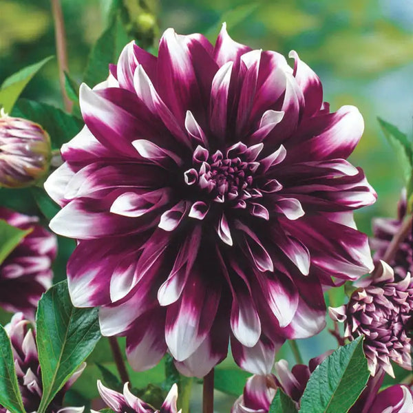 Contraste Dinnerplate Dahlia | Gurney's Seed & Nursery Co.