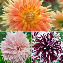 dinnerplate dahlia seeds Buy Giant Dinnerplate Dahlia Collection from Gurney's Seed & Nursery Co