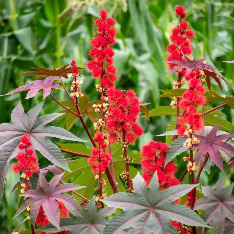 castor seed plant Purple Glow Castor Bean