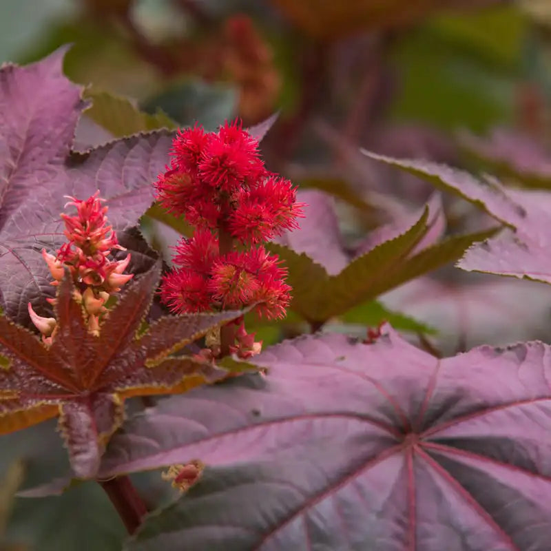 caster seed plant Purple Glow Castor Bean - Pkt Of Approx. 10 Seeds | Ricinus communis 'Purple Glow'