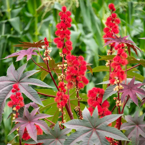 caster bean plant Purple Glow Castor Bean - Pkt Of Approx. 10 Seeds | Ricinus communis 'Purple Glow'