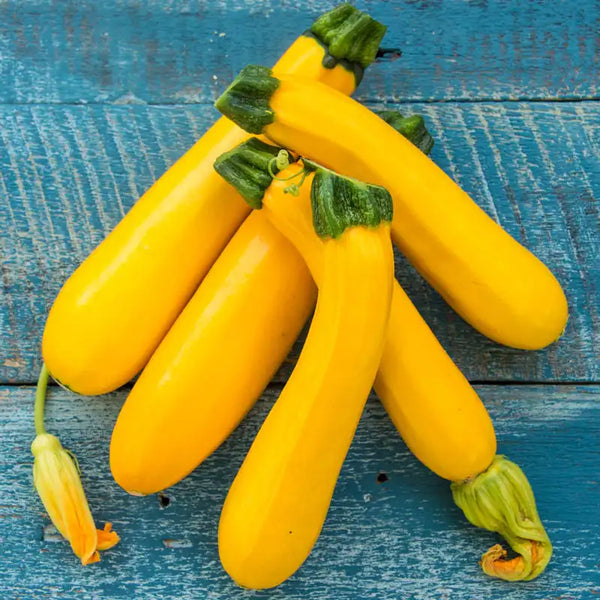 Easy Pick Gold II Hybrid Summer Squash | Seeds from Gurney's Seed