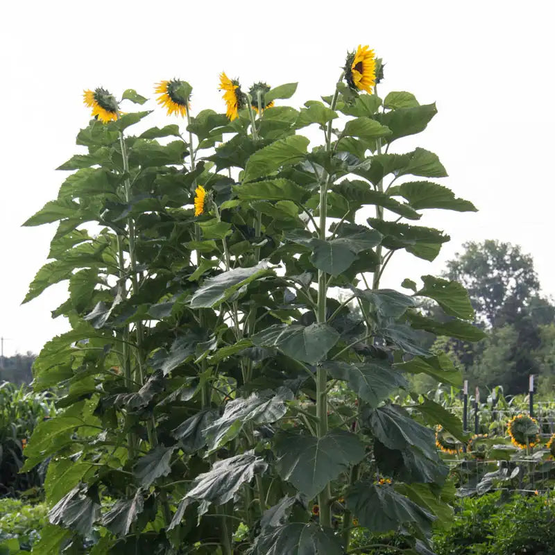 giant sunflower seeds to plant American Giant Hybrid Sunflower
