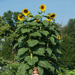 large sunflower seeds for planting American Giant Hybrid Sunflower