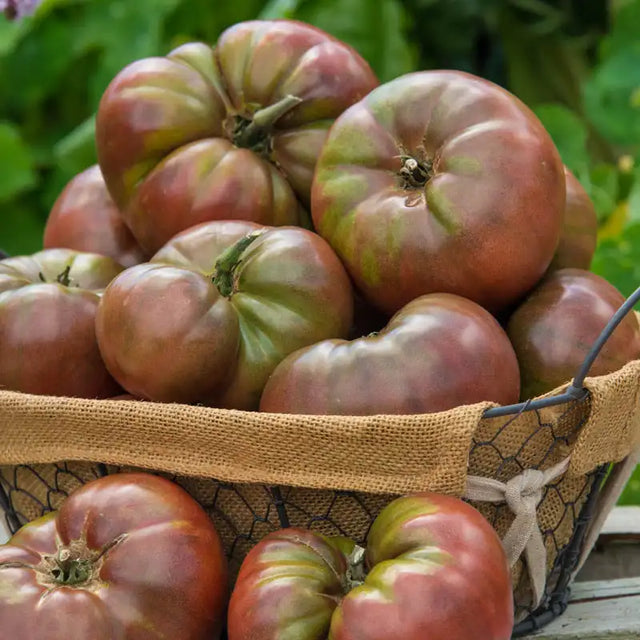 crossbreed tomato and tobacco Tomatoes Big Beef Hybrid Tomato tastes like an heirloom tomato but yields like a hybrid tomato plant Question: Tobacco and Tomato are