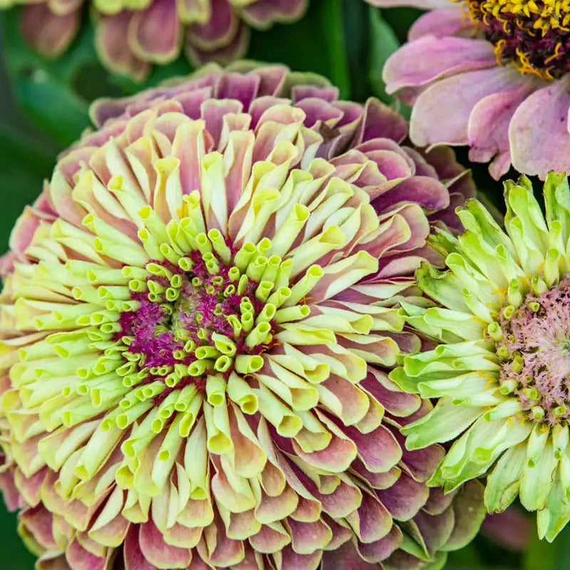 Queeny Lime with Blotch Zinnia | Gurney's Summer Flowers