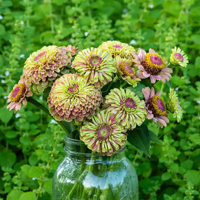 Queeny Lime with Blotch Zinnia | Gurney's Summer Flowers