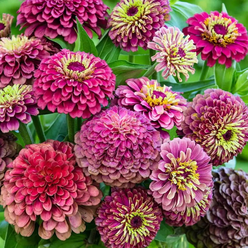 Queeny Lime Red Zinnia | Shop Gurney's Summer Flowers