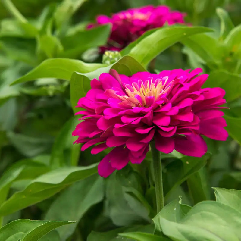 uproar rose zinnia seeds Uproar Rose Zinnia