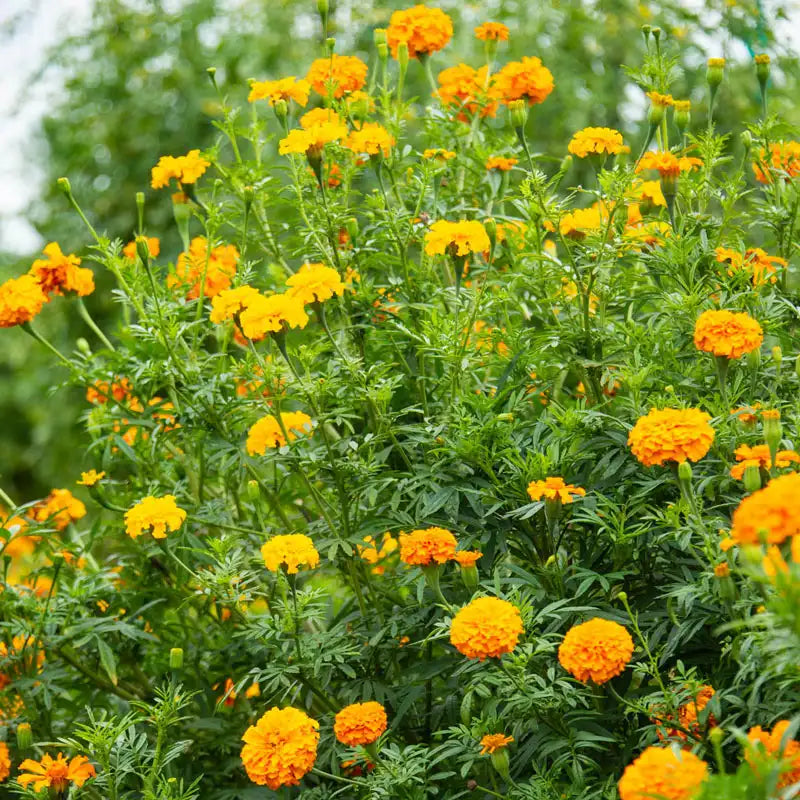 marigold crackerjack seeds Crackerjack Mix Marigold - Pkt Of Approx. 200 Seeds | Tagetes erecta 'Crackerjack'