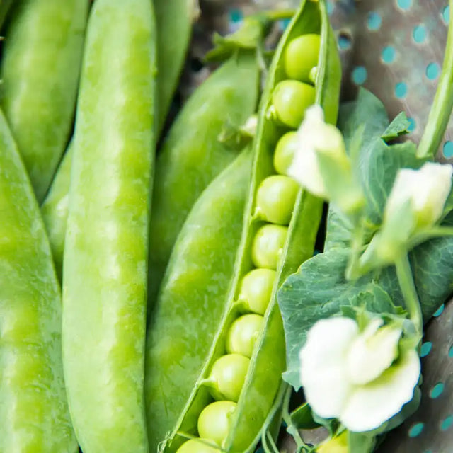 Pea-Licious Shell Pea | Gurney's Seed & Nursery Co.