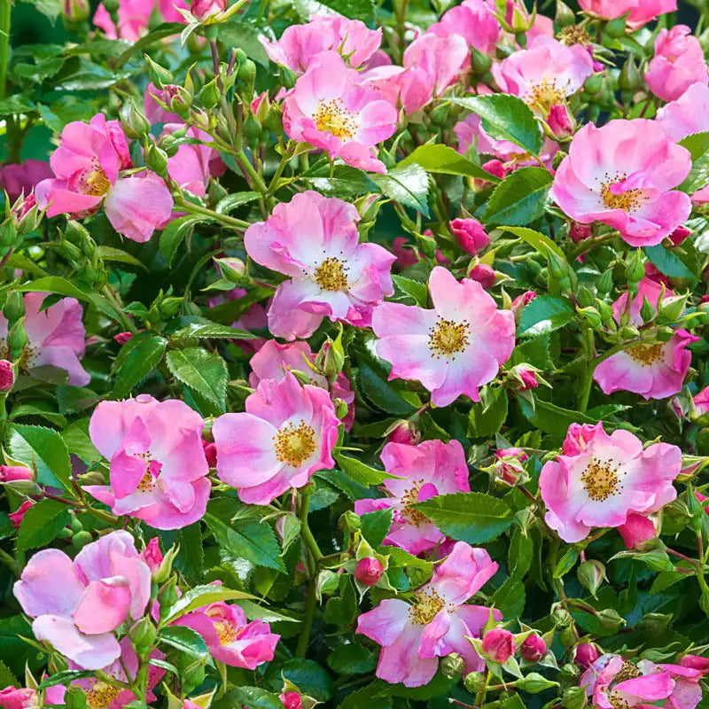 Guernys Roses Forever & Ever® Pink Rose | Gurney's Seed & Nursery Co.
