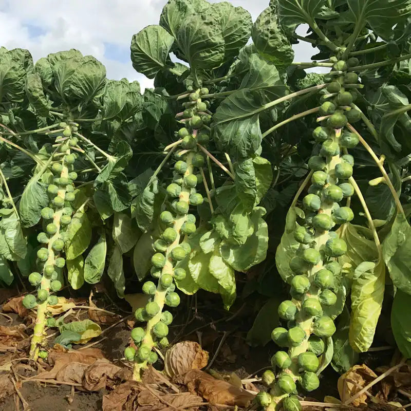 brussels sprouts seeds planting Silvia Hybrid Brussels Sprouts Seed