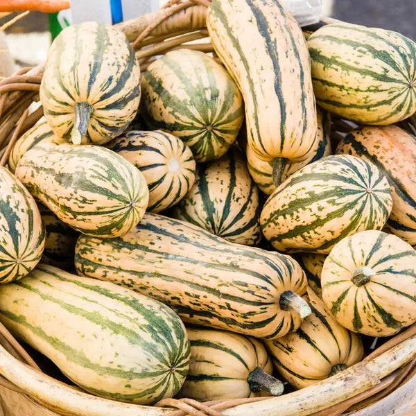 Delicata Honeyboat Winter Squash | Shop Gurney's Seed & Nursery Co