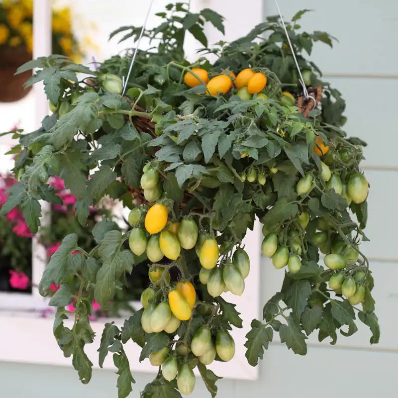 where to buy hanging tomato plants Peardrops Hybrid Pear Tomato
