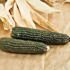 popcorn seeds for planting for sale Emerald Ornamental Corn Seed
