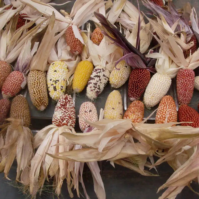 strawberry corn seeds Strawberry Delite Corn