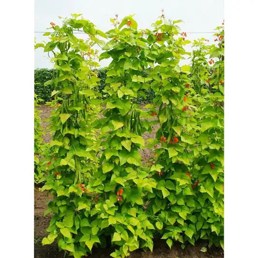 plant runner bean seeds Golden Sunshine Runner Bean Seed - 1/2 lb Of Seeds | Phaseolus vulgaris 'Golden Sunshine''