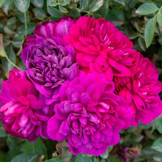 Guernys Roses Rose Bushes For Sale | Gurney's Seed & Nursery Co. – Gurneys