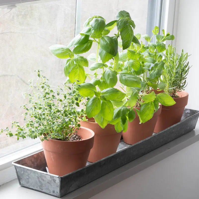 garland self watering windowsill plant tray Windowsill Plant Trays