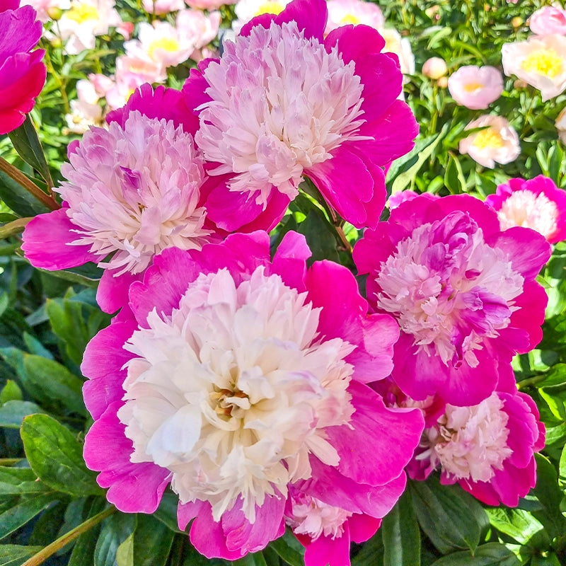 Gay Paree Peony