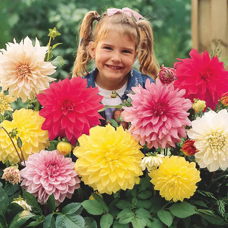 dinner plate dahlia seeds for sale Dinnerplate Dahlia Mix